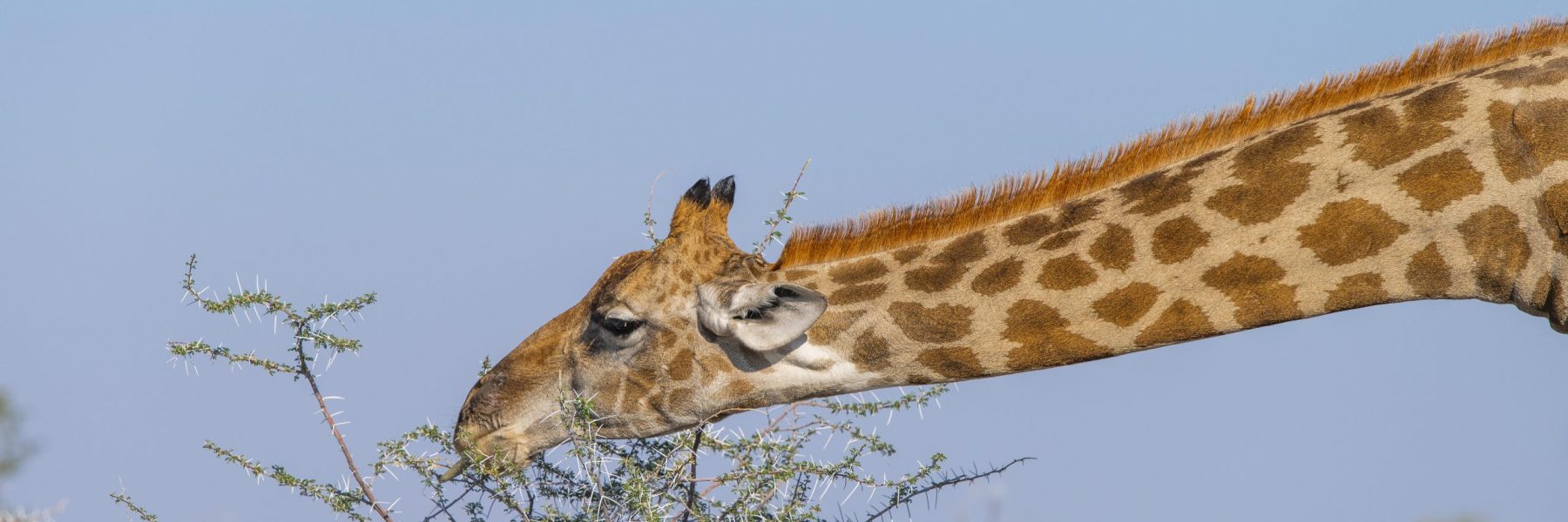 Giraffe (Giraffa) frisst an einem Dornbusch, Etosha National Park, Namibia